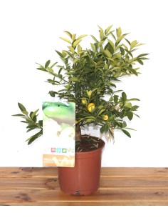 Citrus australasica  (maceta 17 cm ø)