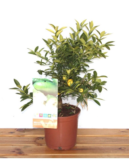 Citrus australasica  (test 17 cm ø)