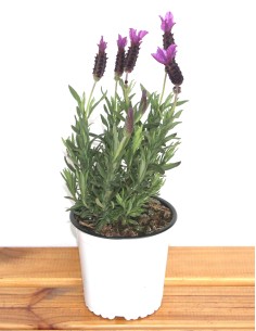 Lavandula stoechas