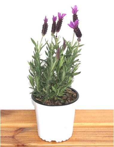 Lavandula stoechas