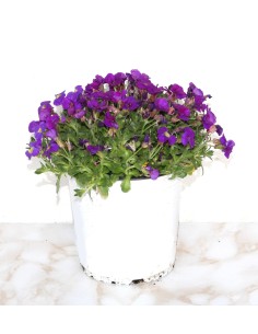Aubrieta (maceta 13 cm Ø) 2