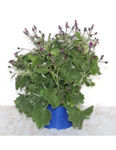 Pericallis hybrida  (test 18 cm Ø)