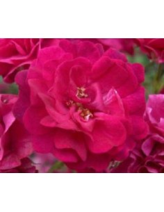 Rosal rugosa (test 19 cm Ø) 2