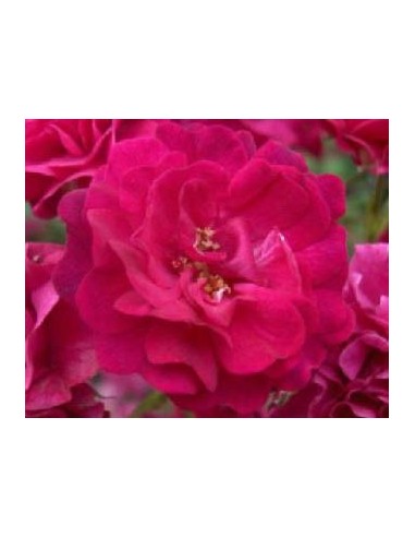 Rosal rugosa (maceta 19 cm Ø)