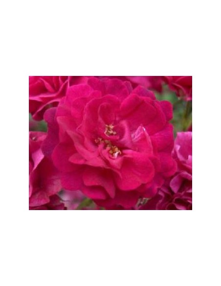Rosal rugosa (maceta 19 cm Ø)