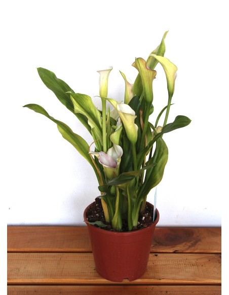 Bulbo de calla o lirio de agua (maceta 14 cm Ø)