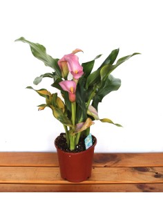 Calla ou bulbo de nenúfar (vaso de 14 cm de diâmetro) 2