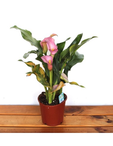 Bulbo de calla o lirio de agua (maceta 14 cm Ø)