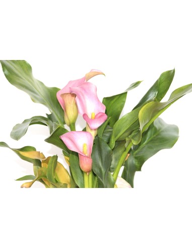 Bulbo de calla o lirio de agua (maceta 14 cm Ø)