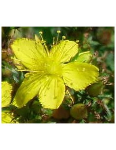 Ginkgo Biloba (vaso 13 cm Ø)
