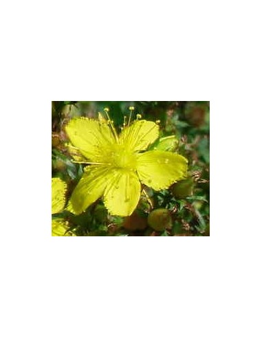 Ginkgo Biloba (test 13 cm Ø)
