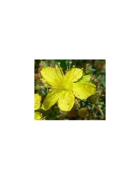 Ginkgo Biloba (test 13 cm Ø)