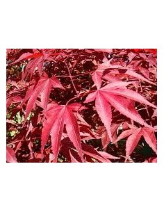 Atropurpurea  (test 19 cm ø)