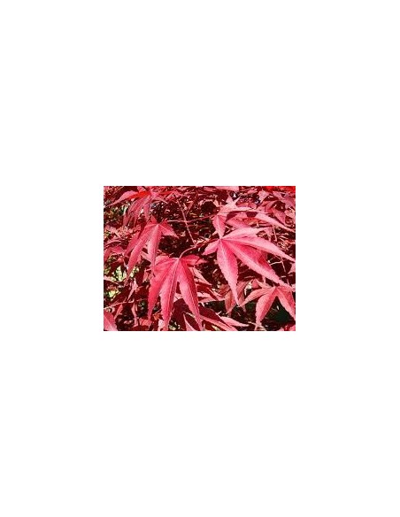 Atropurpurea  (test 19 cm ø)