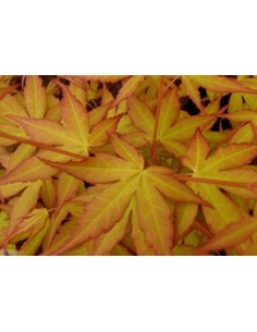 katsura (maceta 19 cm ø)