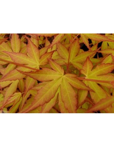 katsura (maceta 19 cm ø)