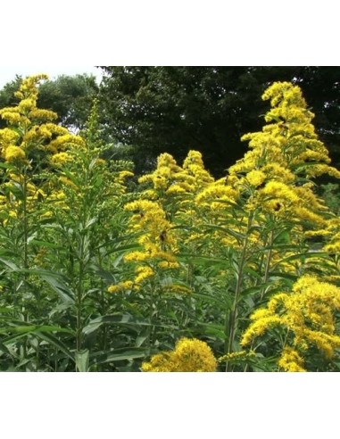 Solidago (pote 14 cm Ø)