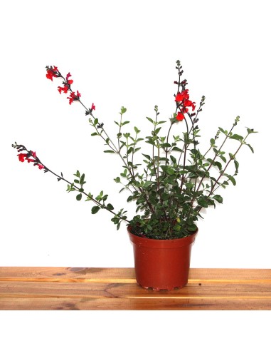 Salvia greggii (maceta 19 cm ø)
