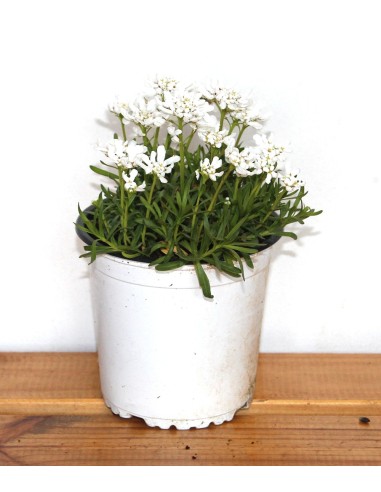 iberis sempervirens (test 11 cm ø)