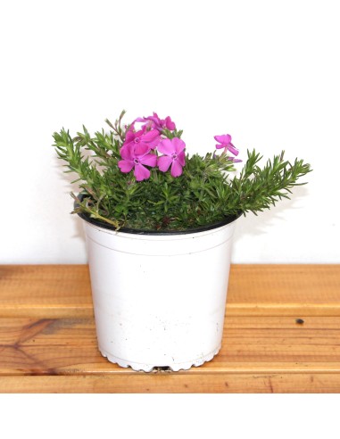 phlox (test 11 cm ø)