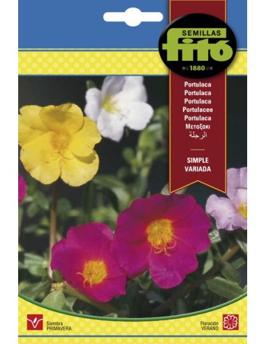 Llavor Portulaca doble variada