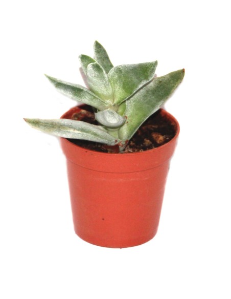 Cactus y crasa (maceta 5,5 cm ø) variado