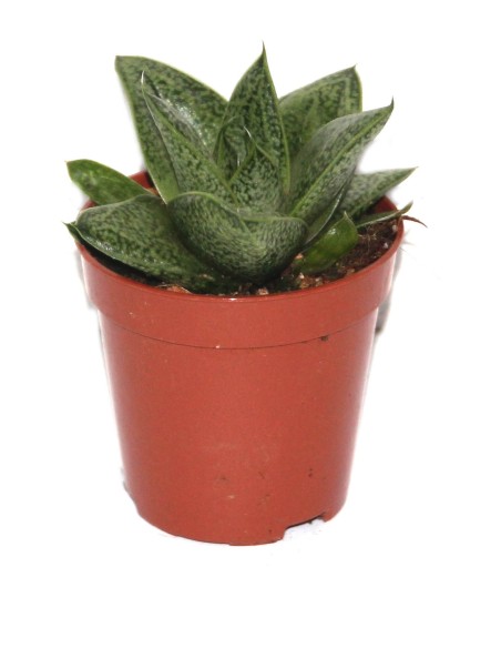 Cactus i crasa (test 5,5 cm ø) variat
