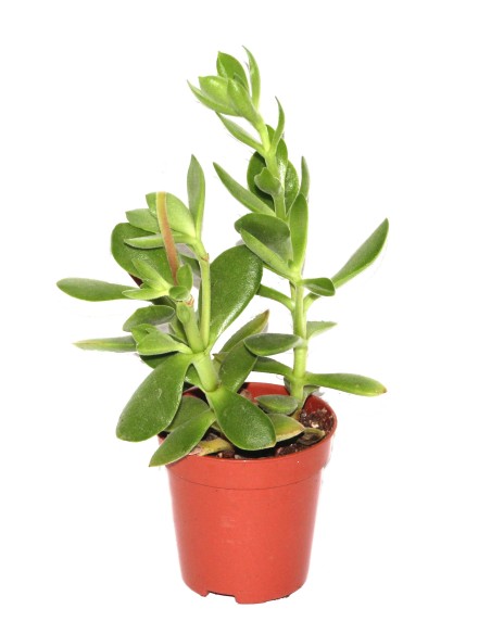 Cactus (maceta 5,5 cm ø)
