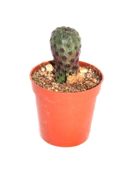 Cactus i crasa (test 5,5 cm ø) variat