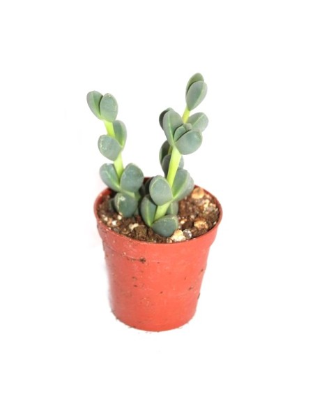 Cactus (maceta 5,5 cm ø)