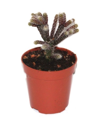 Cacto e crass (vaso 5,5 cm ø) variaram