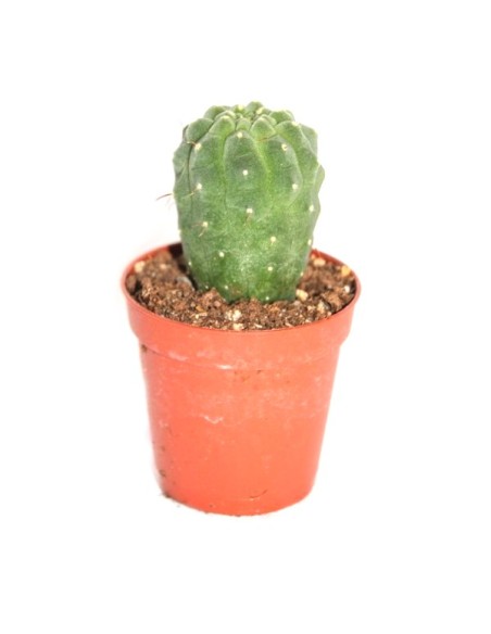 Cacto e crass (vaso 5,5 cm ø) variaram