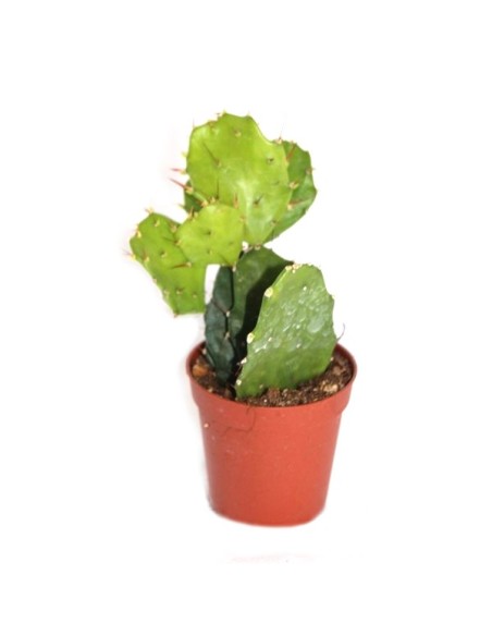 Cactus y crasa (maceta 5,5 cm ø) variado