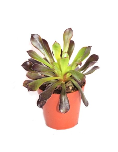 Cactus i crasa (test 5,5 cm ø) variat