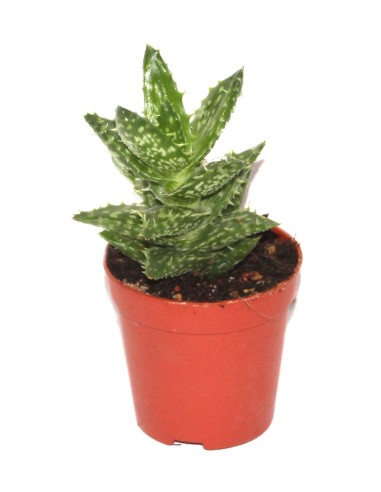 Cactus i crasa (test 5,5 cm ø) variat