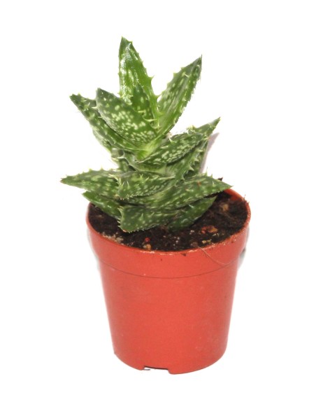 Cacto e crass (vaso 5,5 cm ø) variaram