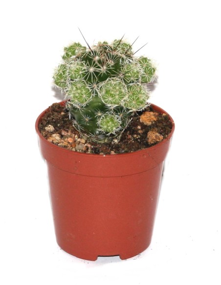 Cactus y crasa (maceta 5,5 cm ø) variado