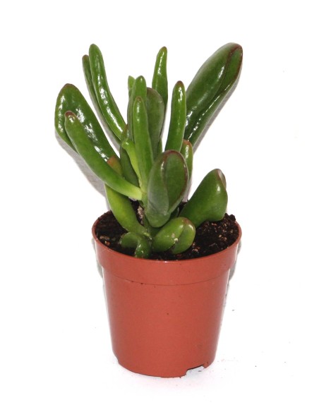 Cactus i crasa (test 5,5 cm ø) variat