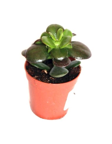 Cactus i crasa (test 5,5 cm ø) variat