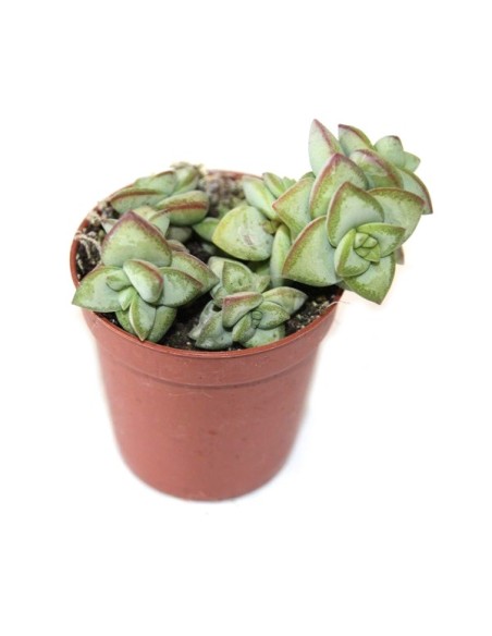 Cactus i crasa (test 5,5 cm ø) variat