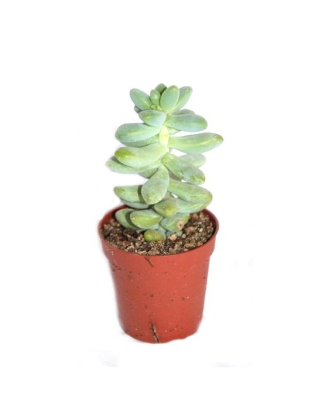 Cactus i crasa (test 5,5 cm ø) variat