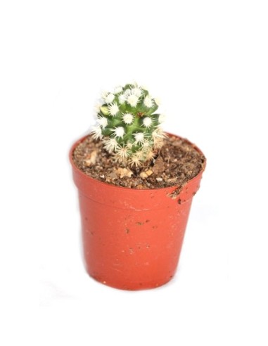 Cactus i crasa (test 5,5 cm ø) variat