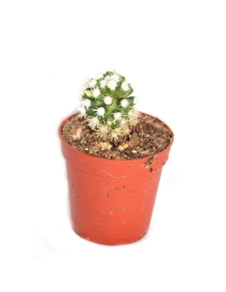 Cactus y crasa (maceta 5,5 cm ø) variado