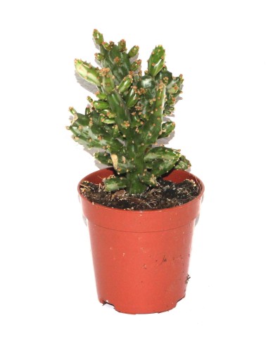 Cactus (maceta 5,5 cm ø)