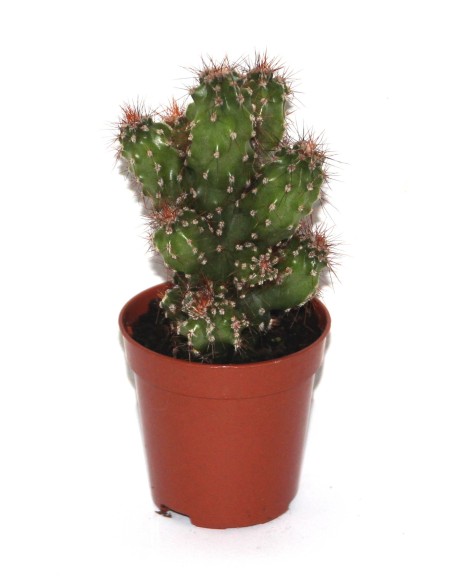 Cactus y crasa (maceta 5,5 cm ø) variado