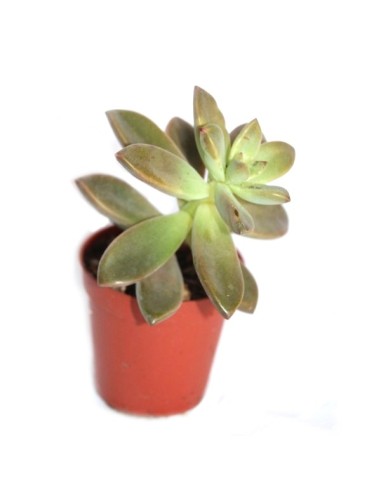 Cactus (maceta 5,5 cm ø)