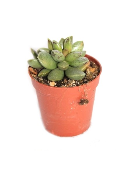 Cactus y crasa (maceta 5,5 cm ø) variado