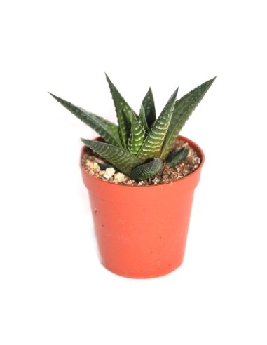 Cacto e crass (vaso 5,5 cm ø) variaram