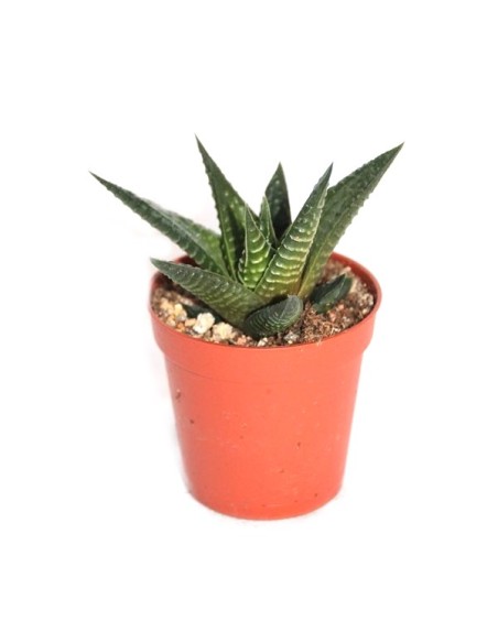 Cactus (maceta 5,5 cm ø)