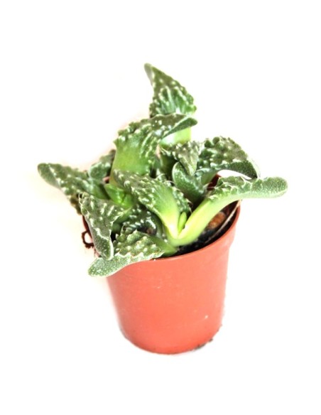 Cactus y crasa (maceta 5,5 cm ø) variado